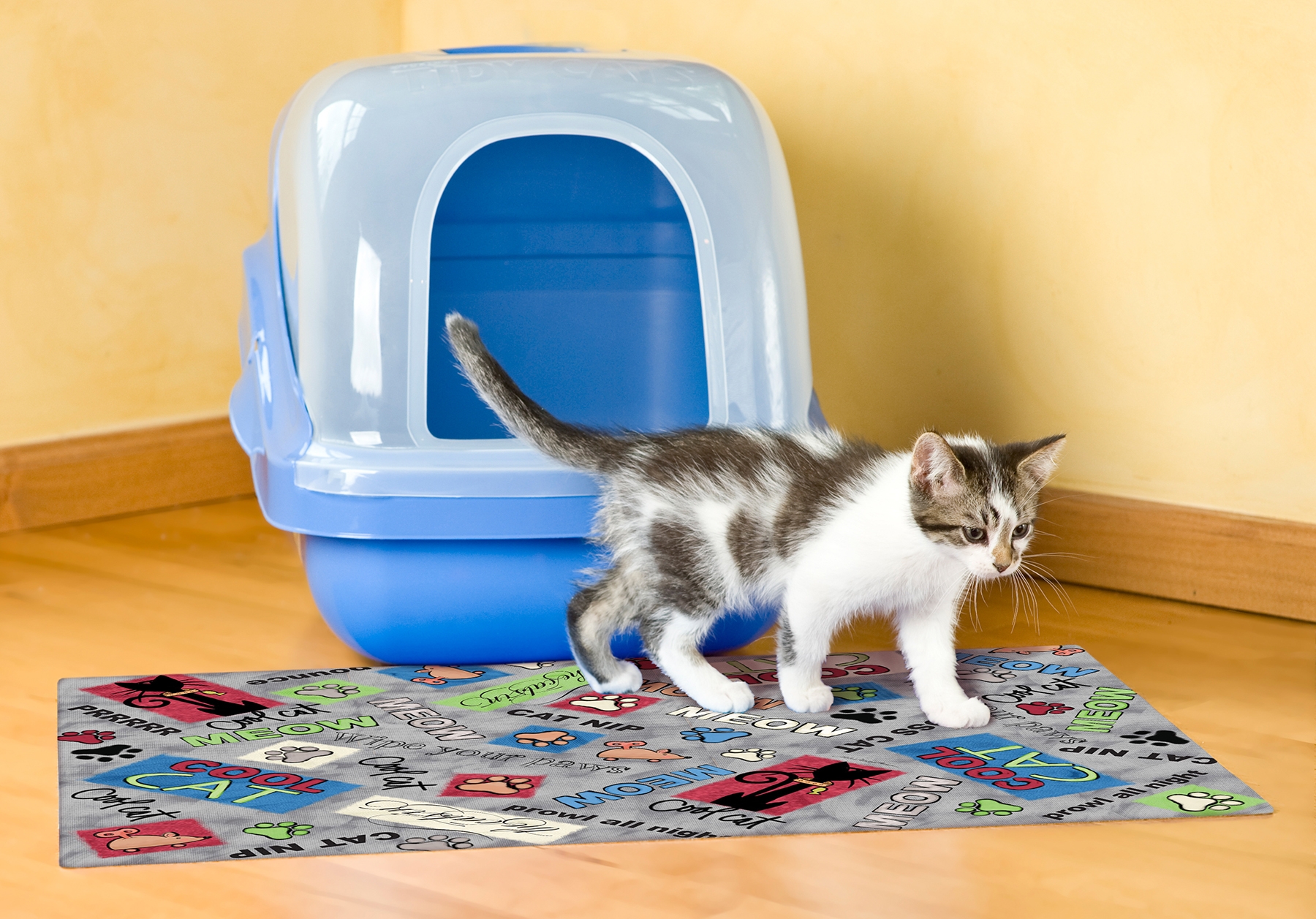 A kitten walks on the cat litter mat with a litter box behind it